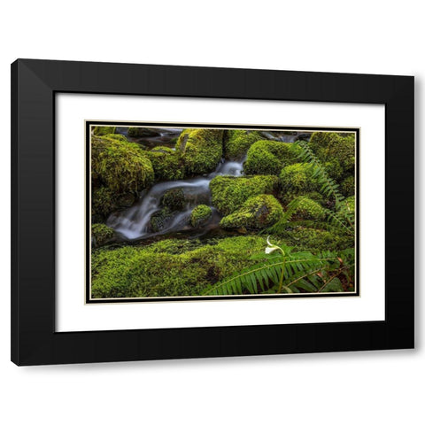 Cedar Creek Detail II Black Modern Wood Framed Art Print with Double Matting by Mahan, Kathy