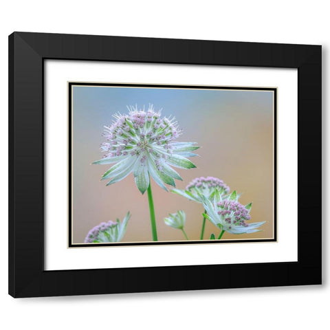 Astrantia Blossoms II Black Modern Wood Framed Art Print with Double Matting by Mahan, Kathy