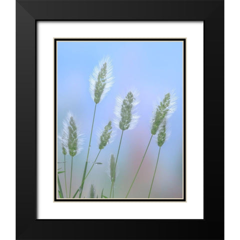 Going to Seed I Black Modern Wood Framed Art Print with Double Matting by Mahan, Kathy