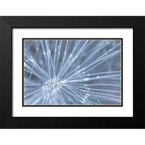 Horsetail I Black Modern Wood Framed Art Print with Double Matting by Mahan, Kathy