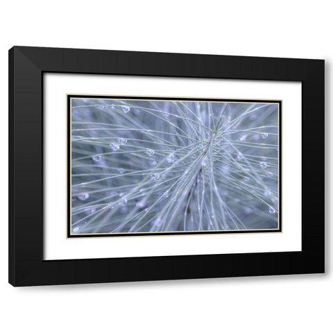 Horsetail II Black Modern Wood Framed Art Print with Double Matting by Mahan, Kathy