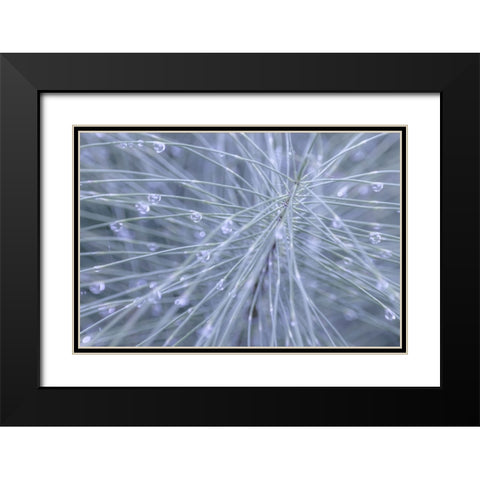Horsetail II Black Modern Wood Framed Art Print with Double Matting by Mahan, Kathy