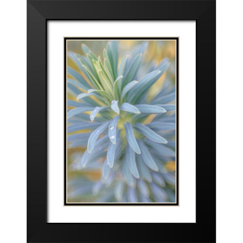 Euphorbia And Rain Drops I Black Modern Wood Framed Art Print with Double Matting by Mahan, Kathy