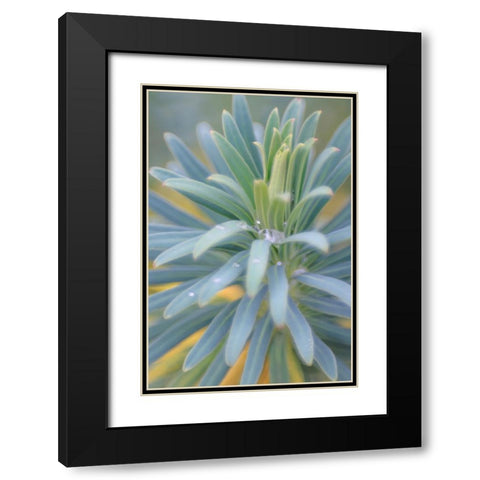 Euphorbia And Rain Drops II Black Modern Wood Framed Art Print with Double Matting by Mahan, Kathy
