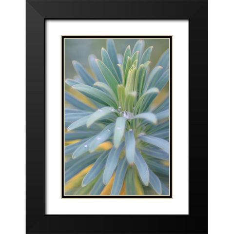 Euphorbia And Rain Drops II Black Modern Wood Framed Art Print with Double Matting by Mahan, Kathy