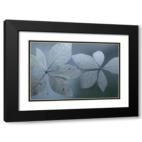 Western Starflower I Black Modern Wood Framed Art Print with Double Matting by Mahan, Kathy