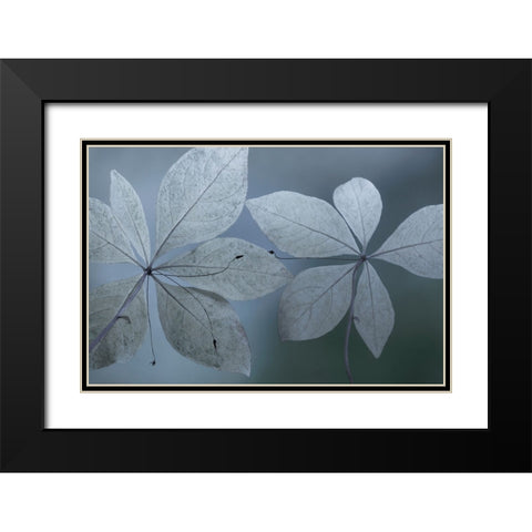 Western Starflower I Black Modern Wood Framed Art Print with Double Matting by Mahan, Kathy