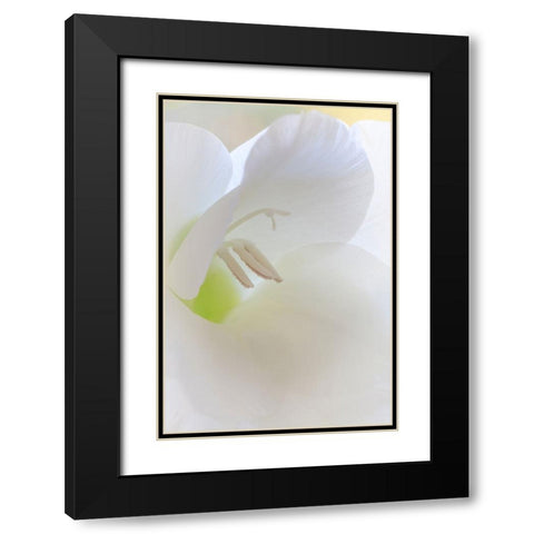 Gladiola Blossom I Black Modern Wood Framed Art Print with Double Matting by Mahan, Kathy