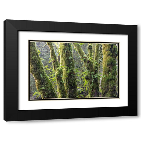 Licorice Ferns I Black Modern Wood Framed Art Print with Double Matting by Mahan, Kathy