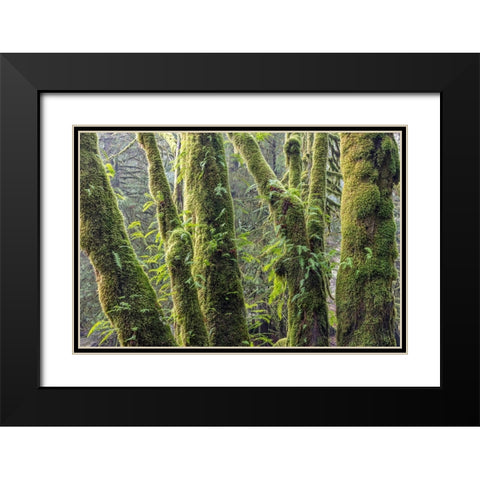 Licorice Ferns I Black Modern Wood Framed Art Print with Double Matting by Mahan, Kathy