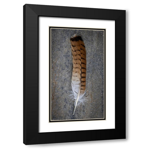 Feather Portrait III Black Modern Wood Framed Art Print with Double Matting by Mahan, Kathy