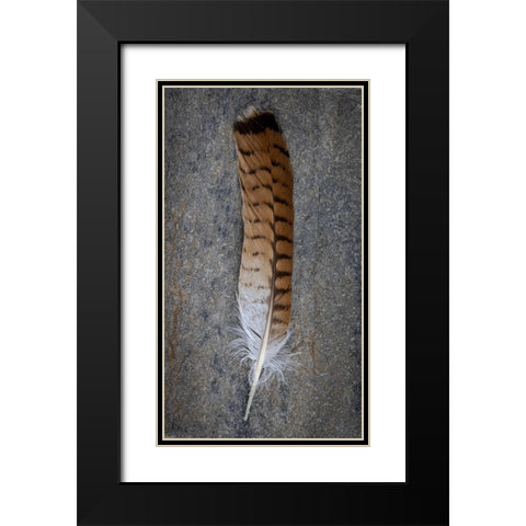Feather Portrait III Black Modern Wood Framed Art Print with Double Matting by Mahan, Kathy
