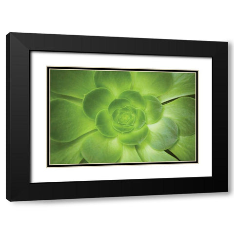 Succulent I Black Modern Wood Framed Art Print with Double Matting by Millet, Karyn