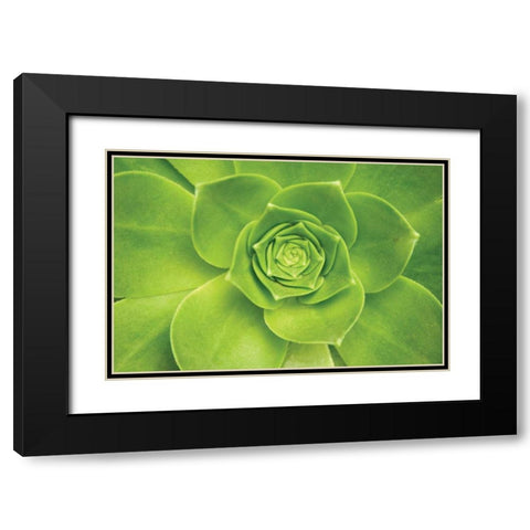 Succulent II Black Modern Wood Framed Art Print with Double Matting by Millet, Karyn