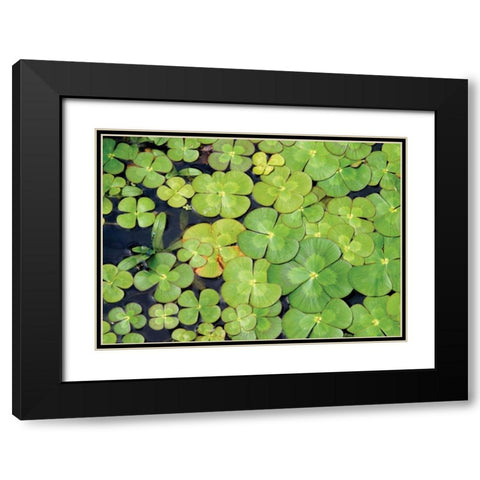 Lily Pads Black Modern Wood Framed Art Print with Double Matting by Millet, Karyn