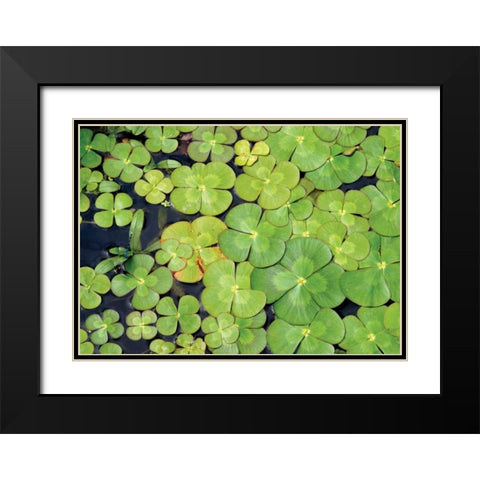 Lily Pads Black Modern Wood Framed Art Print with Double Matting by Millet, Karyn