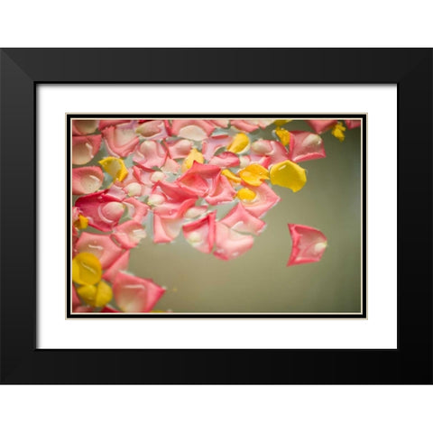 Rose Petals Black Modern Wood Framed Art Print with Double Matting by Millet, Karyn