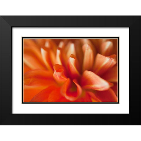 Orange Dahlia Black Modern Wood Framed Art Print with Double Matting by Millet, Karyn