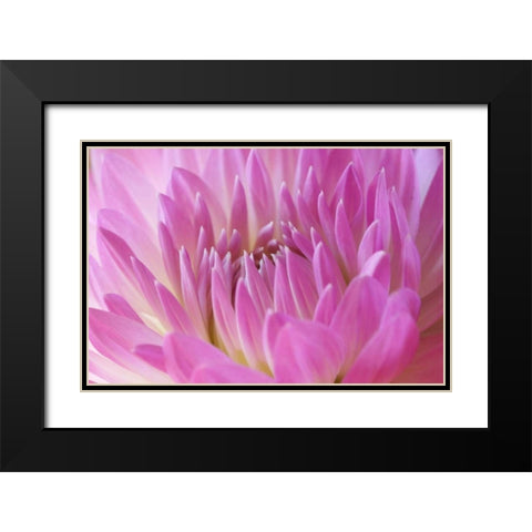 Pink Dahlia Black Modern Wood Framed Art Print with Double Matting by Millet, Karyn