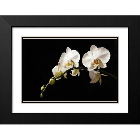 Orchid on Black Black Modern Wood Framed Art Print with Double Matting by Millet, Karyn