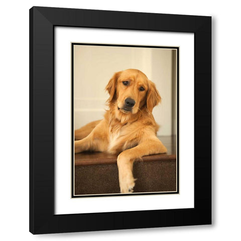 Goldie II Black Modern Wood Framed Art Print with Double Matting by Millet, Karyn