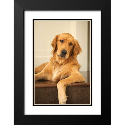 Goldie II Black Modern Wood Framed Art Print with Double Matting by Millet, Karyn