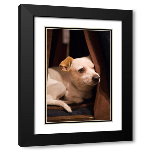 Napping Black Modern Wood Framed Art Print with Double Matting by Millet, Karyn
