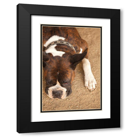 Boxer Black Modern Wood Framed Art Print with Double Matting by Millet, Karyn