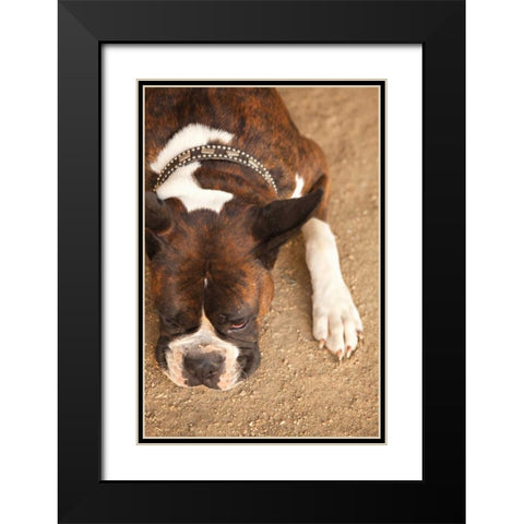 Boxer Black Modern Wood Framed Art Print with Double Matting by Millet, Karyn