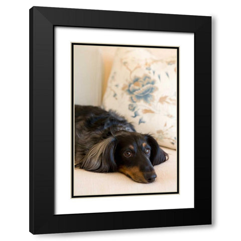 Dachshund Black Modern Wood Framed Art Print with Double Matting by Millet, Karyn