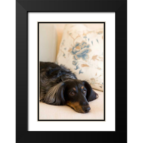 Dachshund Black Modern Wood Framed Art Print with Double Matting by Millet, Karyn