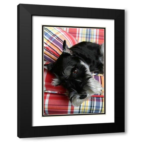 Schnauzer Black Modern Wood Framed Art Print with Double Matting by Millet, Karyn