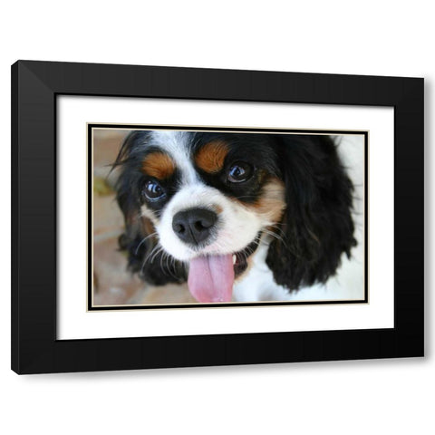 King Charles Spaniel Black Modern Wood Framed Art Print with Double Matting by Millet, Karyn