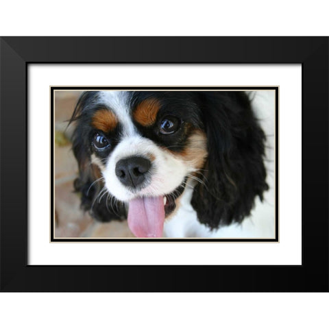 King Charles Spaniel Black Modern Wood Framed Art Print with Double Matting by Millet, Karyn