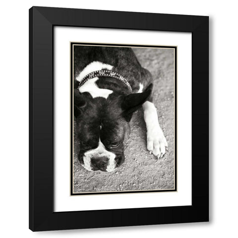 Boxer Black Modern Wood Framed Art Print with Double Matting by Millet, Karyn