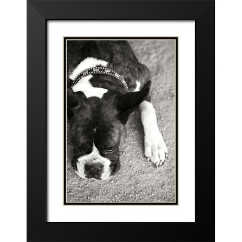 Boxer Black Modern Wood Framed Art Print with Double Matting by Millet, Karyn