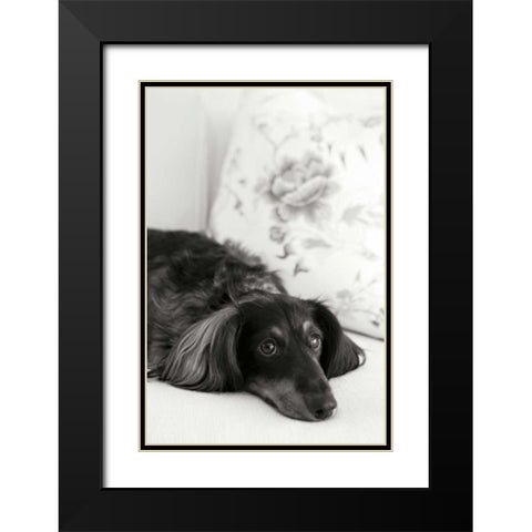 Dachshund Black Modern Wood Framed Art Print with Double Matting by Millet, Karyn