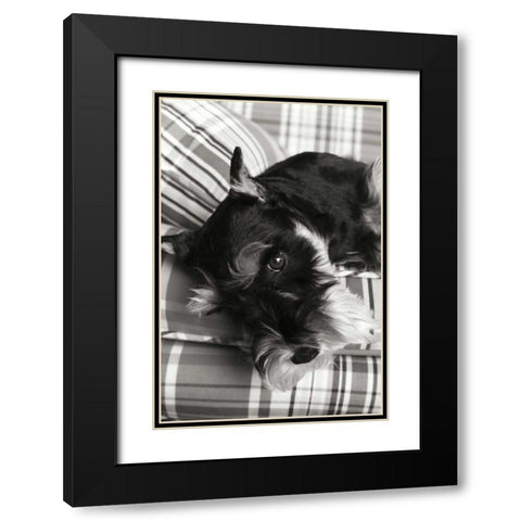 Schnauzer Black Modern Wood Framed Art Print with Double Matting by Millet, Karyn