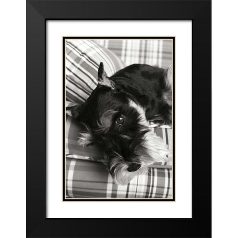 Schnauzer Black Modern Wood Framed Art Print with Double Matting by Millet, Karyn