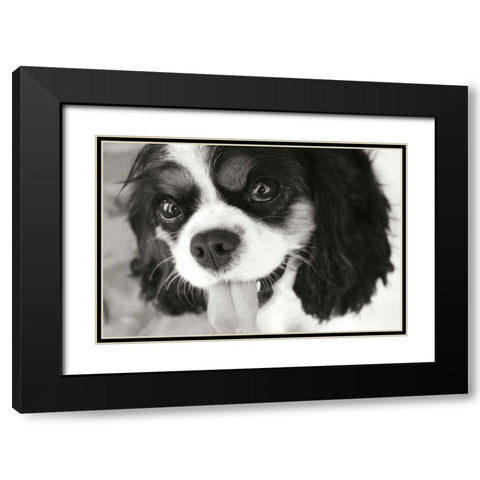 King Charles Spaniel Black Modern Wood Framed Art Print with Double Matting by Millet, Karyn