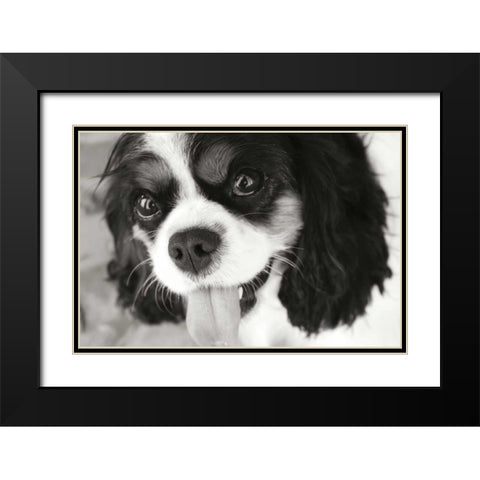 King Charles Spaniel Black Modern Wood Framed Art Print with Double Matting by Millet, Karyn
