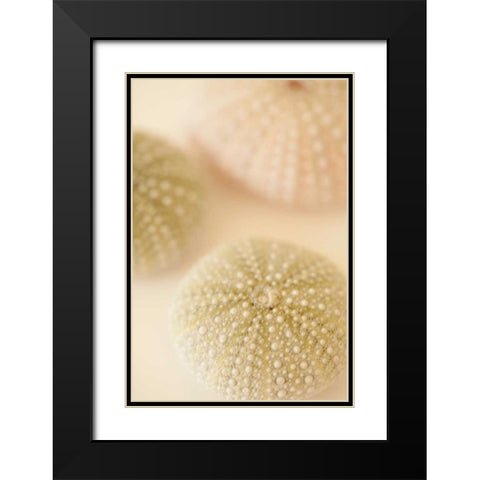 Ocean Treasures III Black Modern Wood Framed Art Print with Double Matting by Millet, Karyn