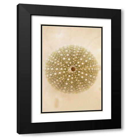 Ocean Treasures IV Black Modern Wood Framed Art Print with Double Matting by Millet, Karyn