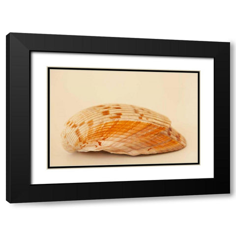 Ocean Treasures X Black Modern Wood Framed Art Print with Double Matting by Millet, Karyn
