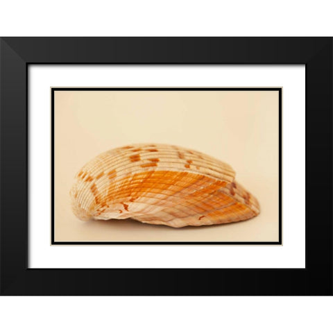 Ocean Treasures X Black Modern Wood Framed Art Print with Double Matting by Millet, Karyn