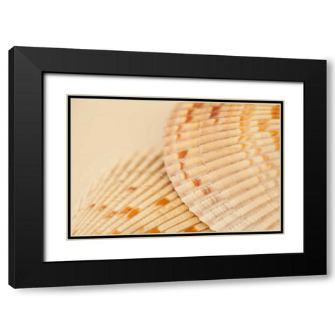 Ocean Treasures XIII Black Modern Wood Framed Art Print with Double Matting by Millet, Karyn