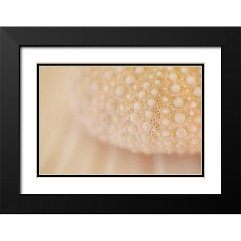 Ocean Treasures XV Black Modern Wood Framed Art Print with Double Matting by Millet, Karyn