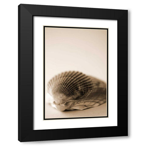 Shell Symmetry I Black Modern Wood Framed Art Print with Double Matting by Millet, Karyn