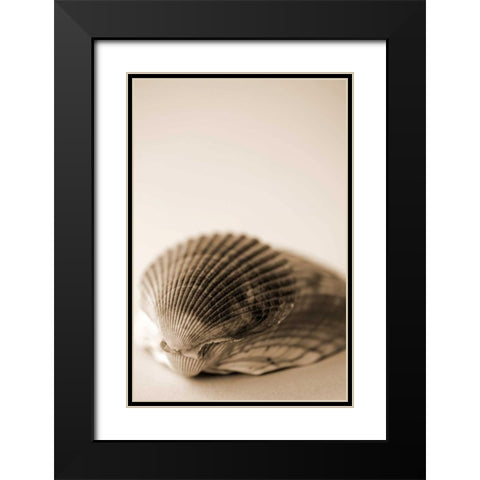 Shell Symmetry I Black Modern Wood Framed Art Print with Double Matting by Millet, Karyn