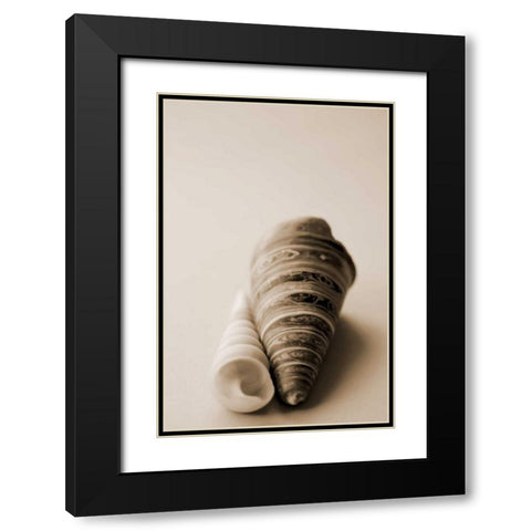 Shell Symmetry II Black Modern Wood Framed Art Print with Double Matting by Millet, Karyn